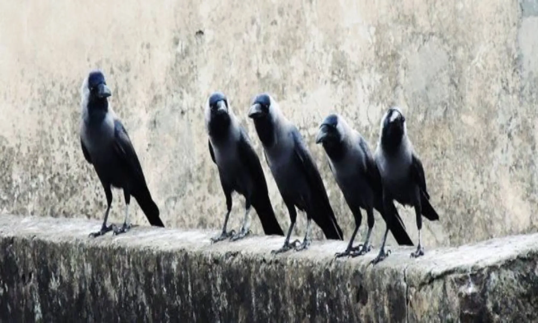dindigal district tasmac shop salem crows food and arrested the police